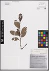 Foto von Salix cinerea L.